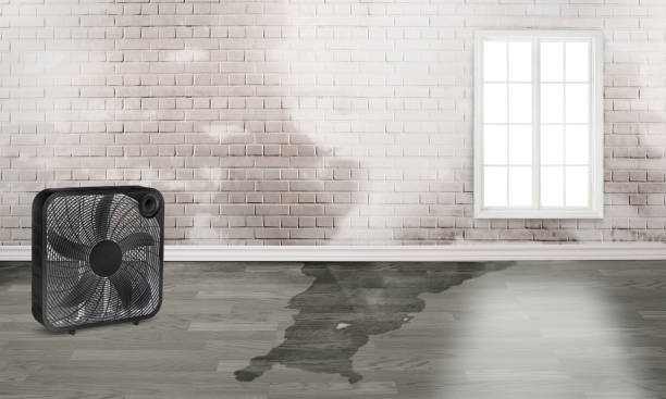 Best Fire Damage Restoration  in Carnesville, GA